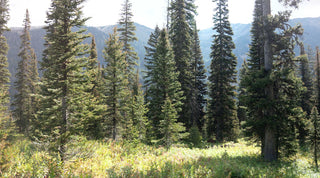 huckleberries in forest
